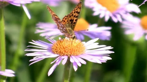 Butterfly to drink nectar with flower Stock Footage 10732128