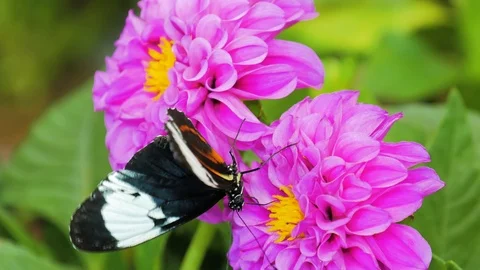 Butterfly drink nectar Stockbeeldmateriaal 124379274