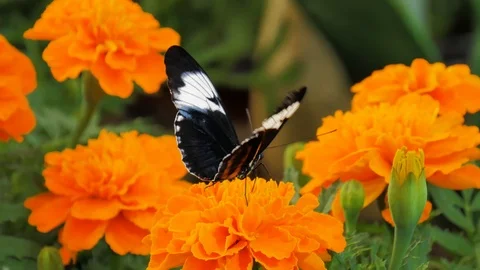 Butterfly drink nectar Stockbeeldmateriaal 124408860