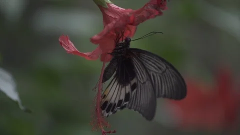 Butterfly Drinking Flower Nectar Stock Footage 106028777