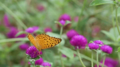 Butterfly drinking nectar from Bachalor's Button flower Stock Footage 64560949