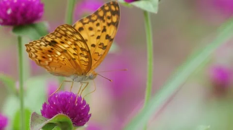 Butterfly drinking nectar from Bachalor's Button flower Stock Footage 65126629