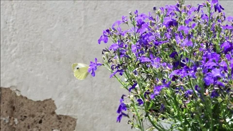 Butterfly drinking nectar from blue flowers. Stock Footage 156936931