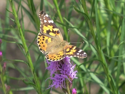 Butterfly drinking nectar from flower Stock-Footage 78684113