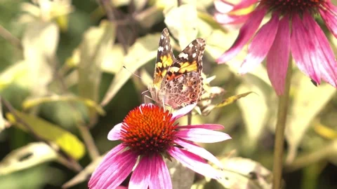 Butterfly Drinking Nectar from Flower 動画素材 139535070