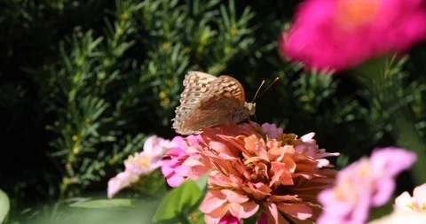 Butterfly Drinking Nectar From A Flower With Its Proboscis On A Windy Day Stock Footage 117313847