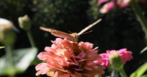 Butterfly Drinking Nectar From A Flower With Its Proboscis On A Windy Day Stock Footage 117313859