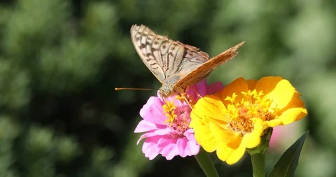 Butterfly Drinking Nectar From A Flower With Its Proboscis On A Windy Day Stock-Footage 117313871
