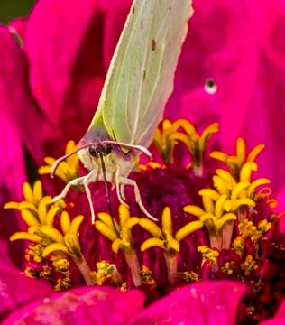 Butterfly drinking nectar from a flower Stock Photos