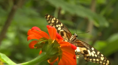 A butterfly is drinking nectar from a flower right in front of the camera Video stock 925267