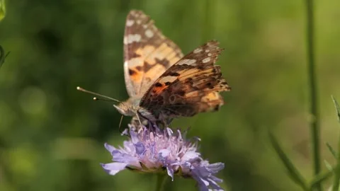 Butterfly drinking nectar Stock Footage 136300194