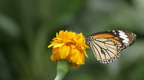 Butterfly drinking nectar from a marigold Stock Footage 51929048