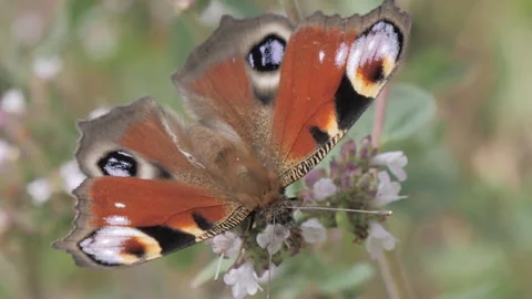 Butterfly Drinking Nectar - Peacock Butterfly Sitting On Flower - Pollinators 스톡 동영상 168754200