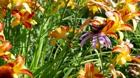 Butterfly Drinking Nectar on Purple Flower, Oragne Lilies Stock Footage 78532505