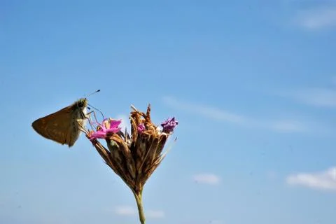 Butterfly drinking nectar of red catchfly blossom Stock Photos