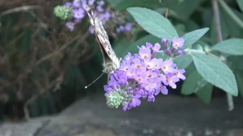 Butterfly drinking nectar from violet flower Stock Footage 130248552