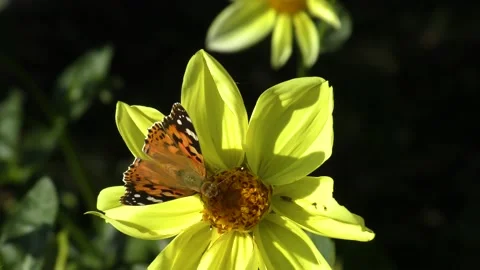 Butterfly drinking nectar on yellow flower Stock Footage 139414975