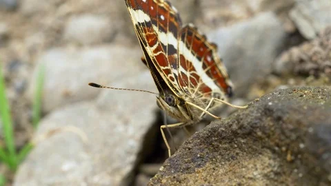 Butterfly drinking water from stone Stock-Footage 121608583