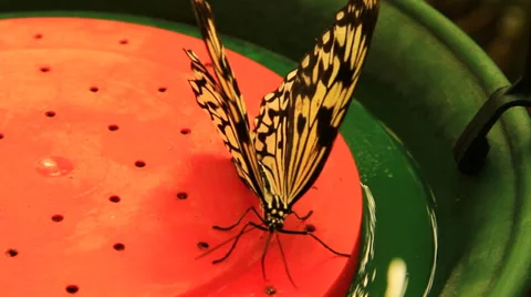 Butterfly Drinking Water Using Proboscis Stock Footage 39490603
