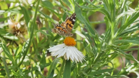 Butterfly drinking for a white flower Stock Footage 337904782