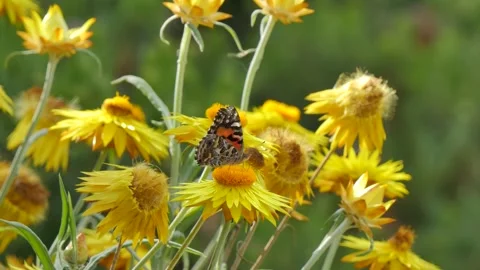 Butterfly drinking from a yellow flower Stock Footage 337904853