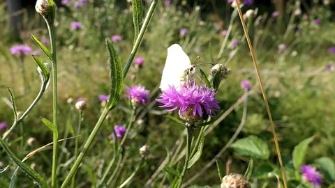 Butterfly drinks deeply from a flower in the summer sun. Video stock 172263207