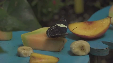 Butterfly Drinks a Fruit Stock Footage 65996965