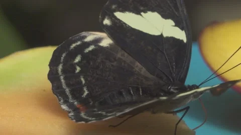 Butterfly Drinks a Fruit Stock Footage 65997244