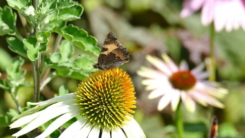 Butterfly drinks nectar from flowers Video stock 204803406