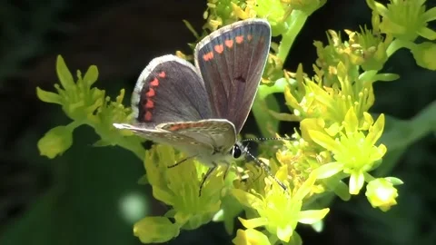 Butterfly drinks nectar 스톡 동영상 106266920