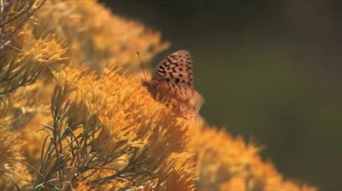 A butterfly drinks nectar from a large yellow flower Stock-Footage 56247186