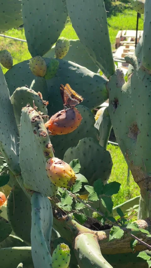 Butterfly drinks nectar from prickly pear cactus fruit. Green background for Stock Footage 315972257