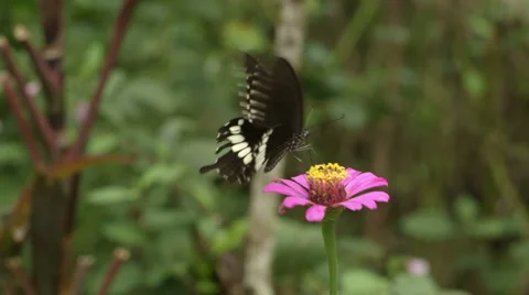 Butterfly drinks nectar from a tropical flower and takes off #2 Stock Footage 51928636