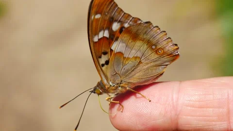 A butterfly drinks sweat from a finger. Video stock 166805258