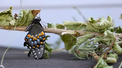 Butterfly Drying Wings 1 Video stock 120158671