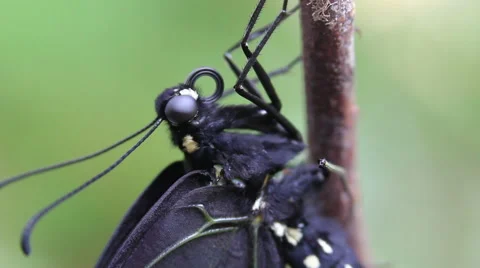 Butterfly Drying Wings 2 Stock Footage 53687066