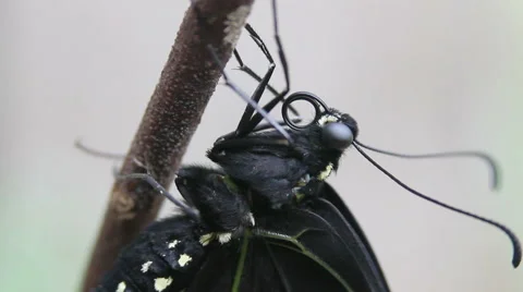 Butterfly Drying Wings 3 Stock Footage 53686409