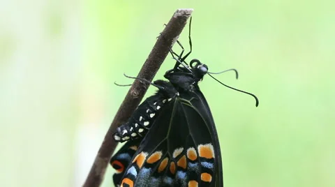Butterfly Drying Wings Stock Footage 53686124