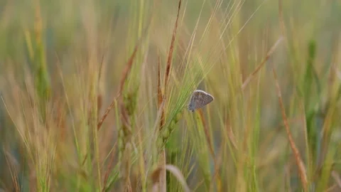 Butterfly on ear of wheat Stock-Footage 199034325