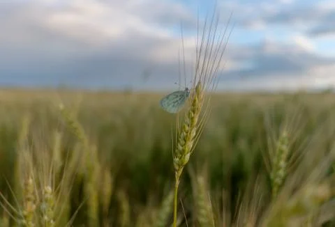 Butterfly on ears of wheat Stock Photos