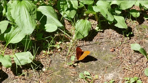 Butterfly on the earth in the forest. 스톡 동영상 116661699