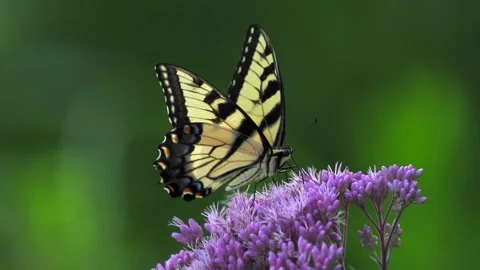 Butterfly Eastern Tiger Swallowtail feeding from flower. Stock-Footage 157835191