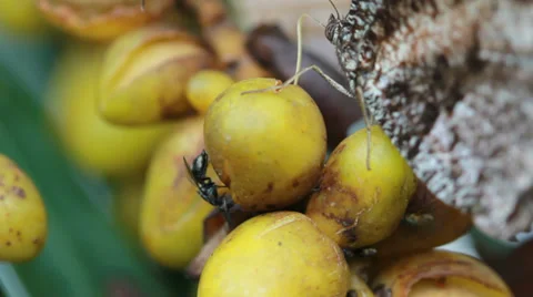 Butterfly eating fruit 库存影片 35696996