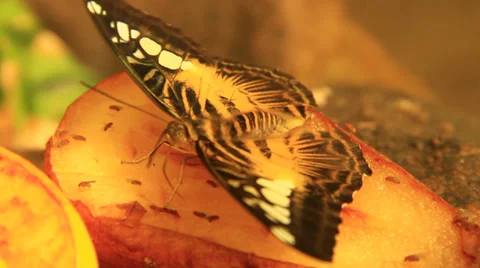 Butterfly Eating Fruit Stock Footage 38716132