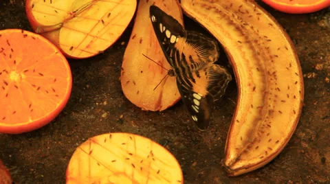 Butterfly Eating Fruit Video stock 38716224