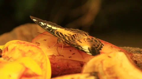 Butterfly Eating Fruit 스톡 동영상 38716252