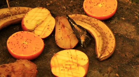 Butterfly Eating Fruit 스톡 동영상 38716277