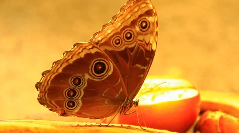 Butterfly Eating Fruit Stock Footage 39490595