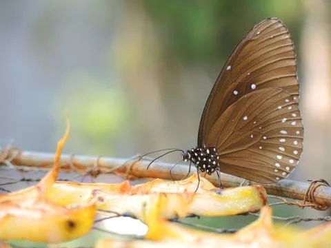 Butterfly eating fruit Stock Photos