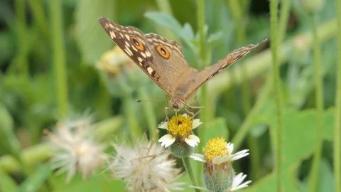 Butterfly eating nectar of pollen. Stock Footage 111569356